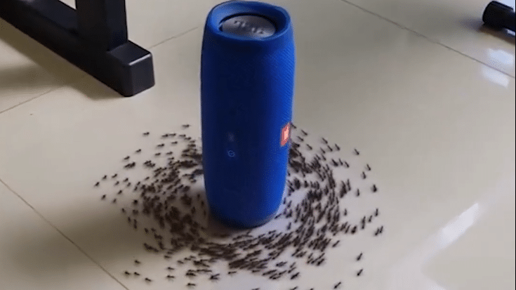 Ants Unleash a Circle Pit Formation to AC/DC’s ‘Thunderstruck — Watch | Society Of Rock Videos