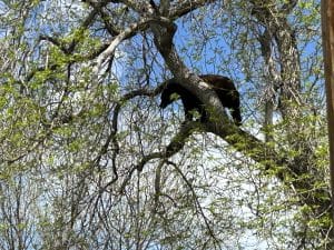 Park Rangers Try To Scare Bear Away With Black Sabbath’s “Iron Man”