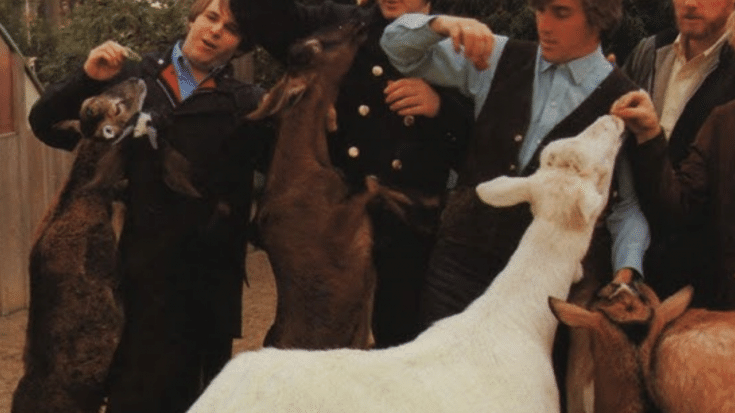 The Beach Boys stand together at a petting zoo, feeding goats that eagerly reach for food. The group members wear jackets and button-up shirts, interacting with the animals in a playful setting.