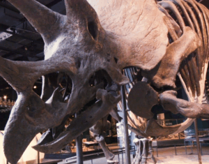 Scientists Name a Triceratops Skull After Ozzy Osbourne